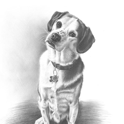 Hand Drawn Pencil Sketch Portrait of A Dog from A Photo - myDaVinci